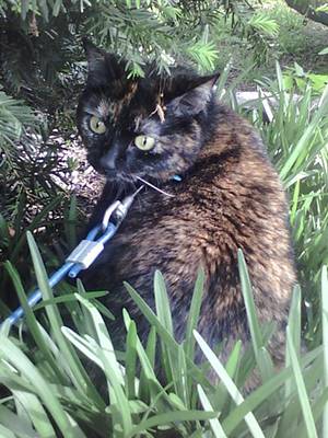 Amelia, on a leash sitting in grass