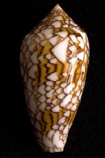 Conus Textile Shell