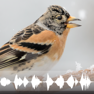A female brambling (Fringilla montifringilla) juxtaposed against the waveform of its song.